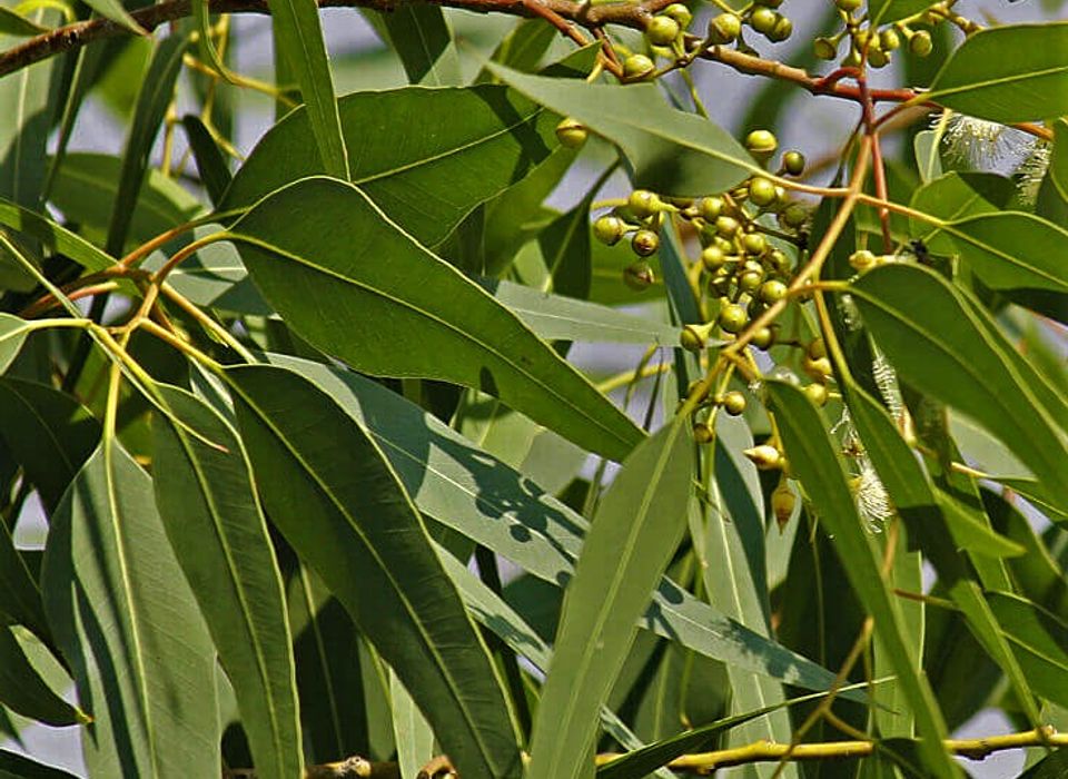 Huile essentielle Eucalyptus Citronne