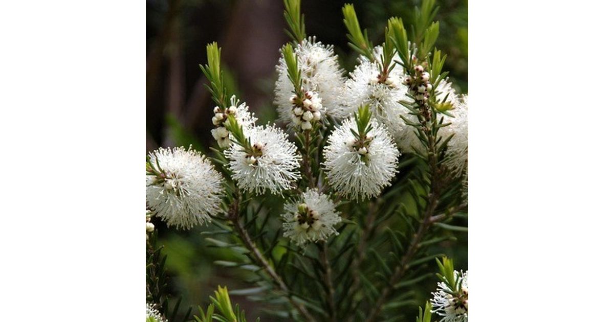 Huile essentielle Melaleuca Tea tree (arbre à thé) - Laboratoire Pure ...