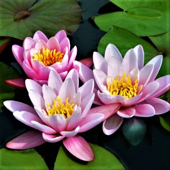 Fleur de lotus, un ingrédient phare et naturel en cosmétique - NYM