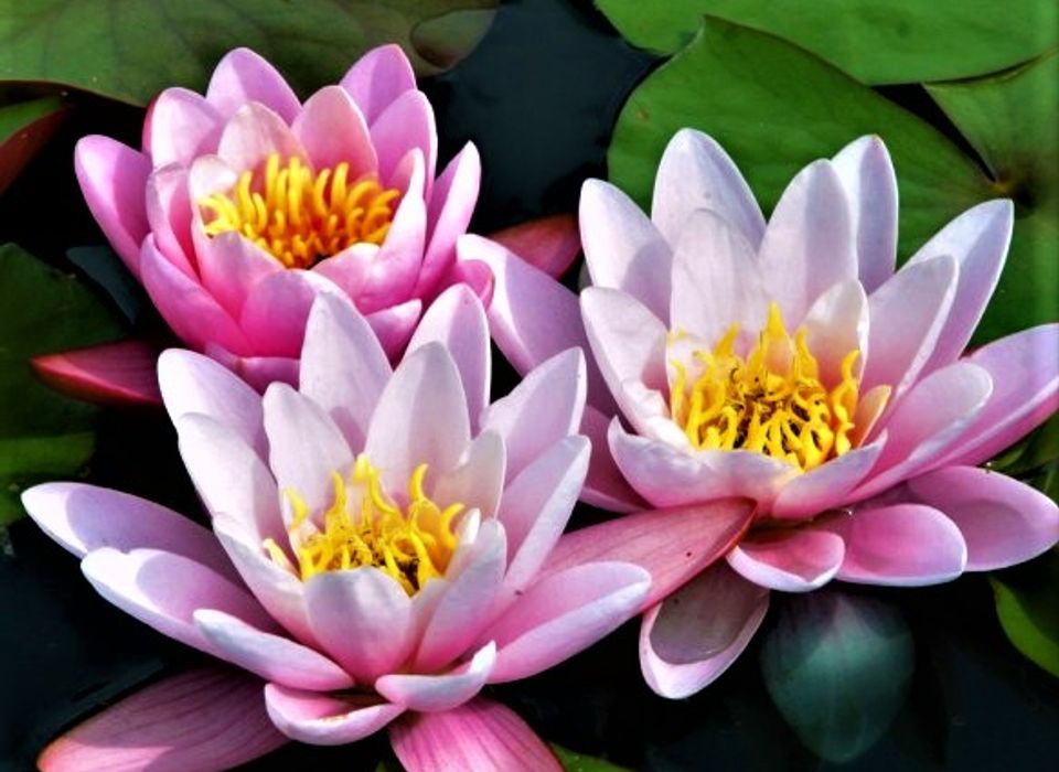 Huile aromatique Fleur de Lotus