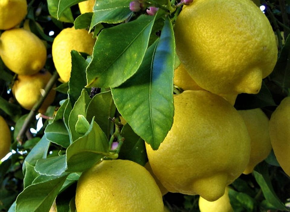 L'huile essentielle de citron : acidulée et purifiante, tous nos
