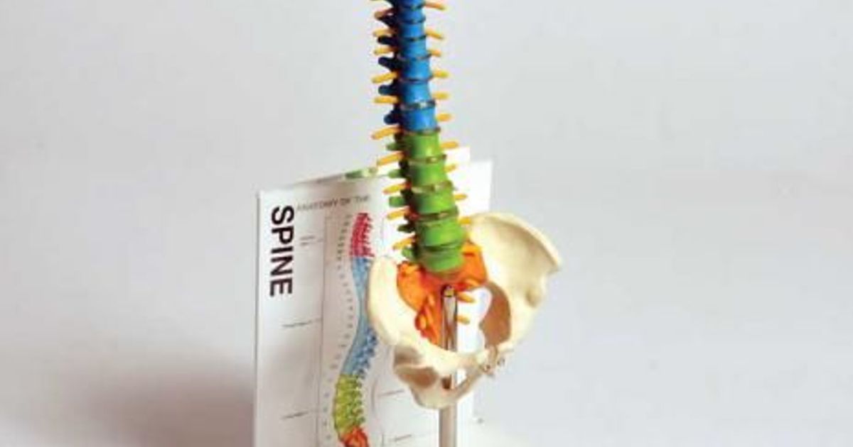 Human Small Spine Model with Fold-Out Guide