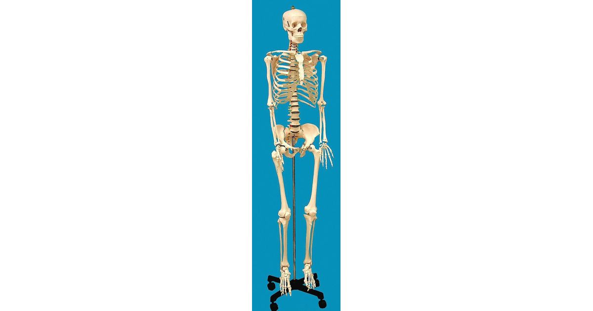 Modèle Squelette Crâne Humain Grandeur Nature BOLLAER - Statue Résine Halloween Décoration Intérieur Rétro Décor Intérieur Fête Des Morts Modèle Squelette Crâne Humain Grandeur Nature BOLLAER - Statue Résine Halloween Décoration Intérieur Rétro Décor Intérieur Fête Des Morts