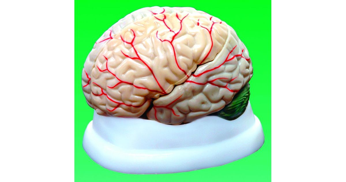Brain Model, 3-Part