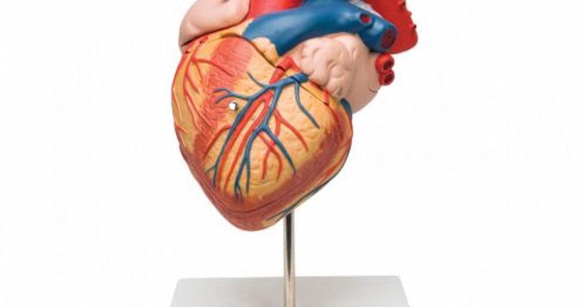 Modèle de cœur humain avec œsophage et trachée, 2 fois grandeur nature