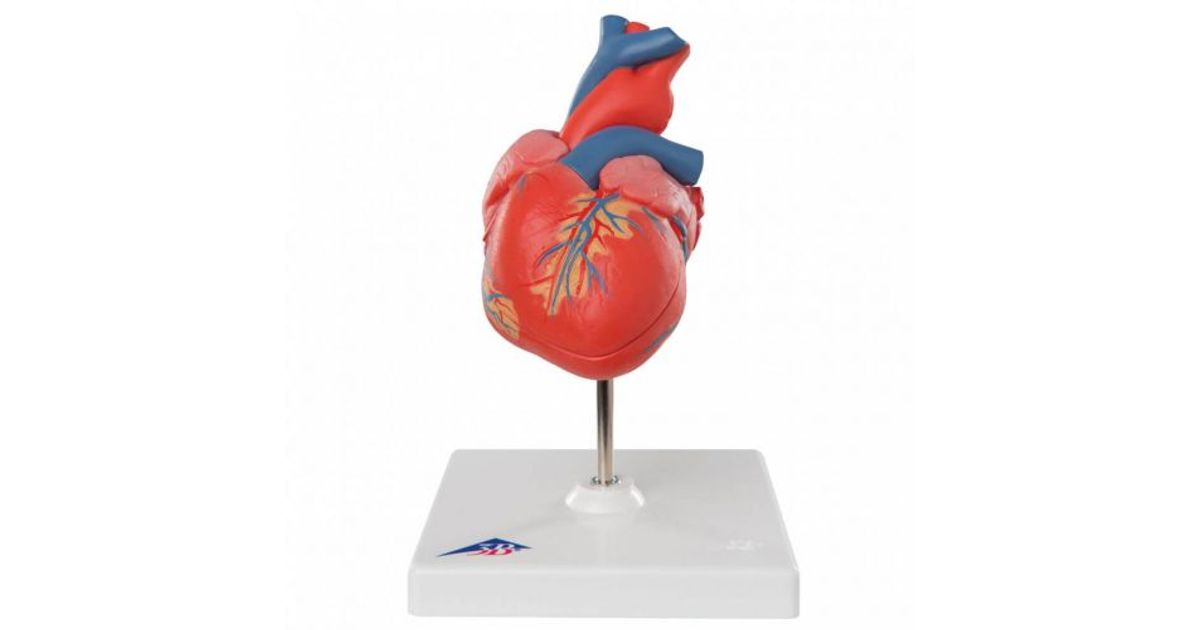 Image De Coeur Anatomique | Cœur : Anatomie, pathologies et traitements Image De Coeur Anatomique | Cœur : Anatomie, pathologies et traitements