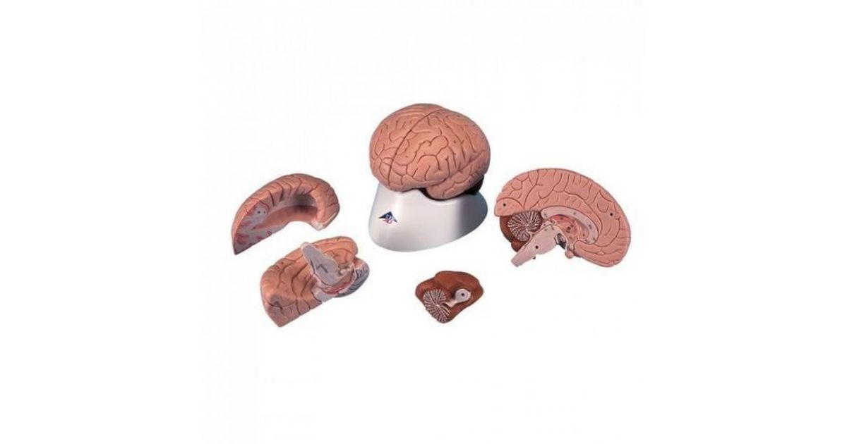 4 Part Anatomical Brain Model