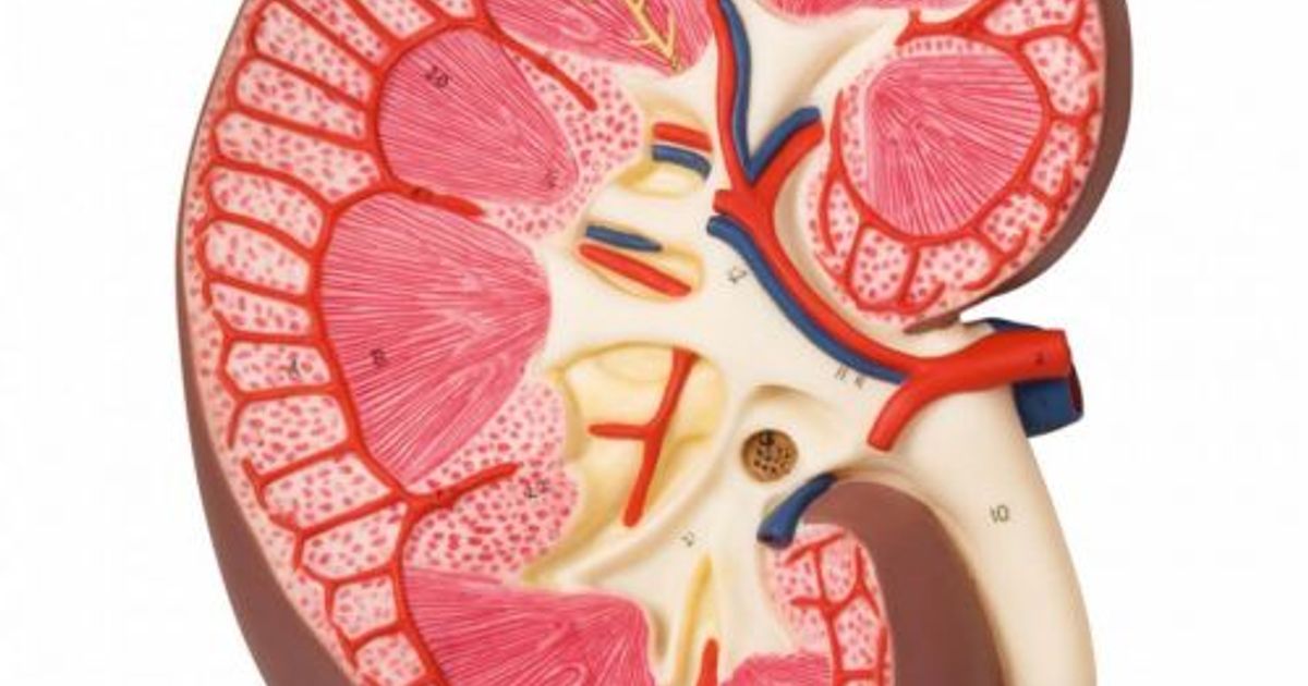 Modèle de section rénale, 3 fois en taille réelle - 3B Smart Anatomy