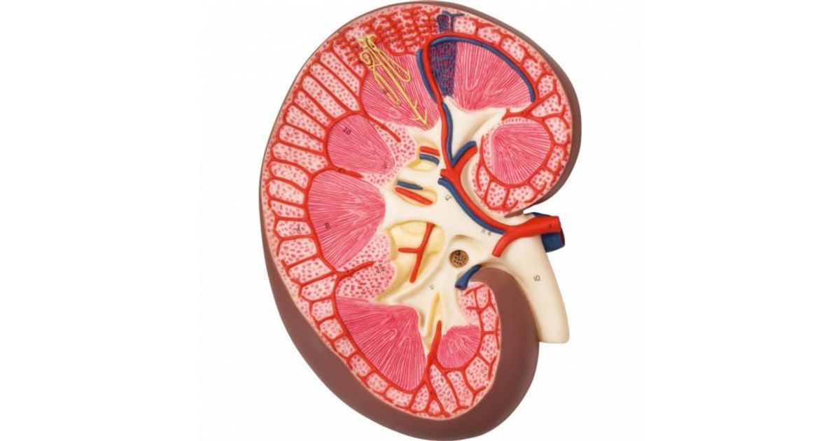 Ptose Rénale Modèle de section rénale, 3 fois en taille réelle - 3B Smart Anatomy