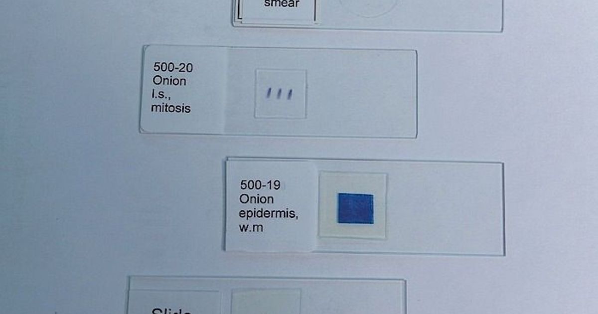 Prepared Microscope Slides