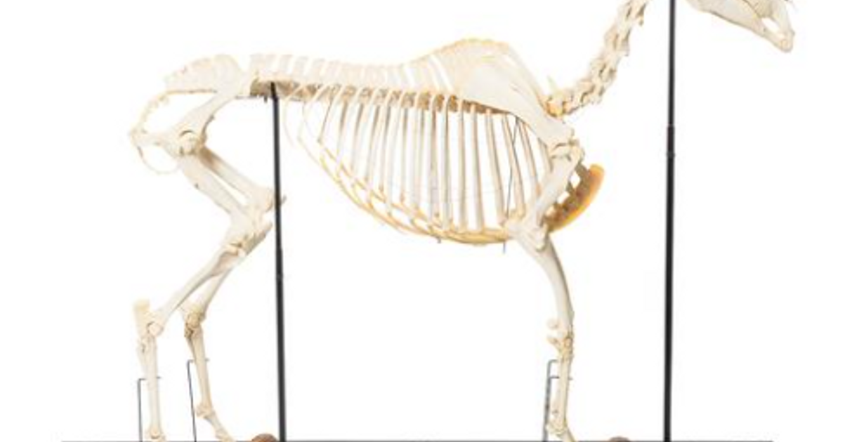 Horse Skeleton (Equus ferus caballus), Female, Specimen