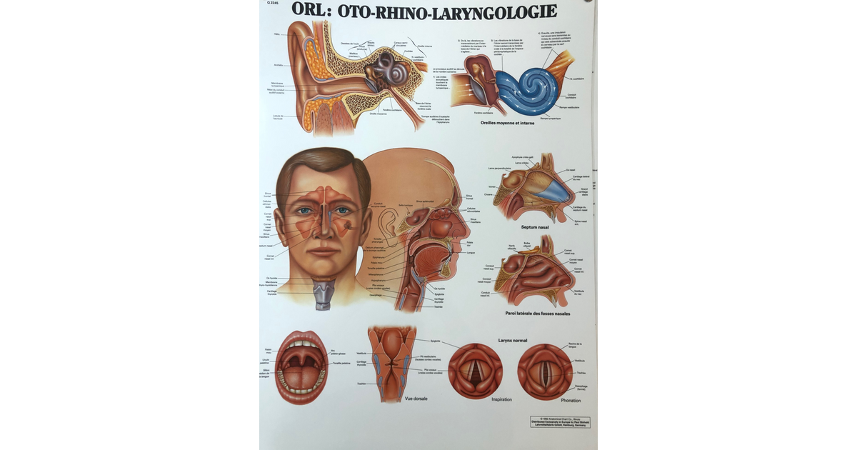 Orl oto rhino laryngologie orl-oto-rhino-laryngologie