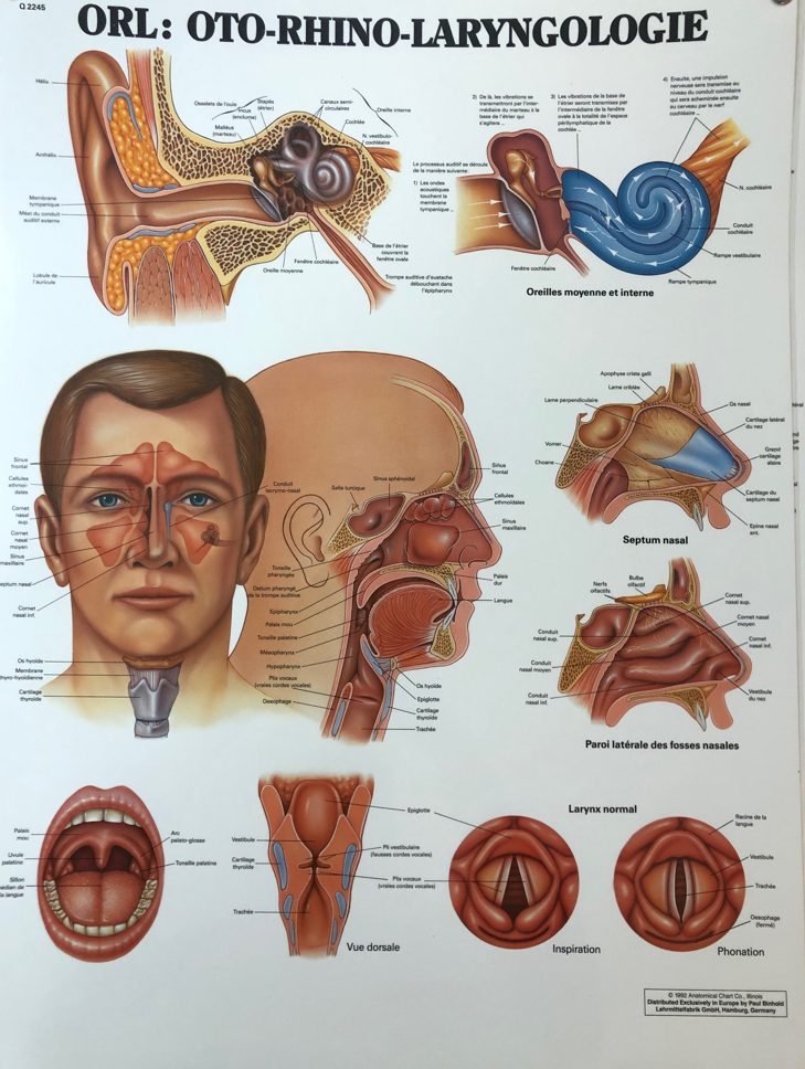 ENT (otolaryngology)