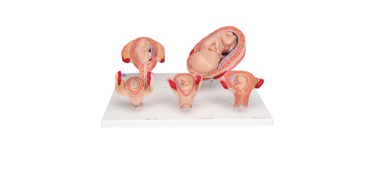 Pregnancy model series, 5 embryo and fetus models on one base - 3B ...
