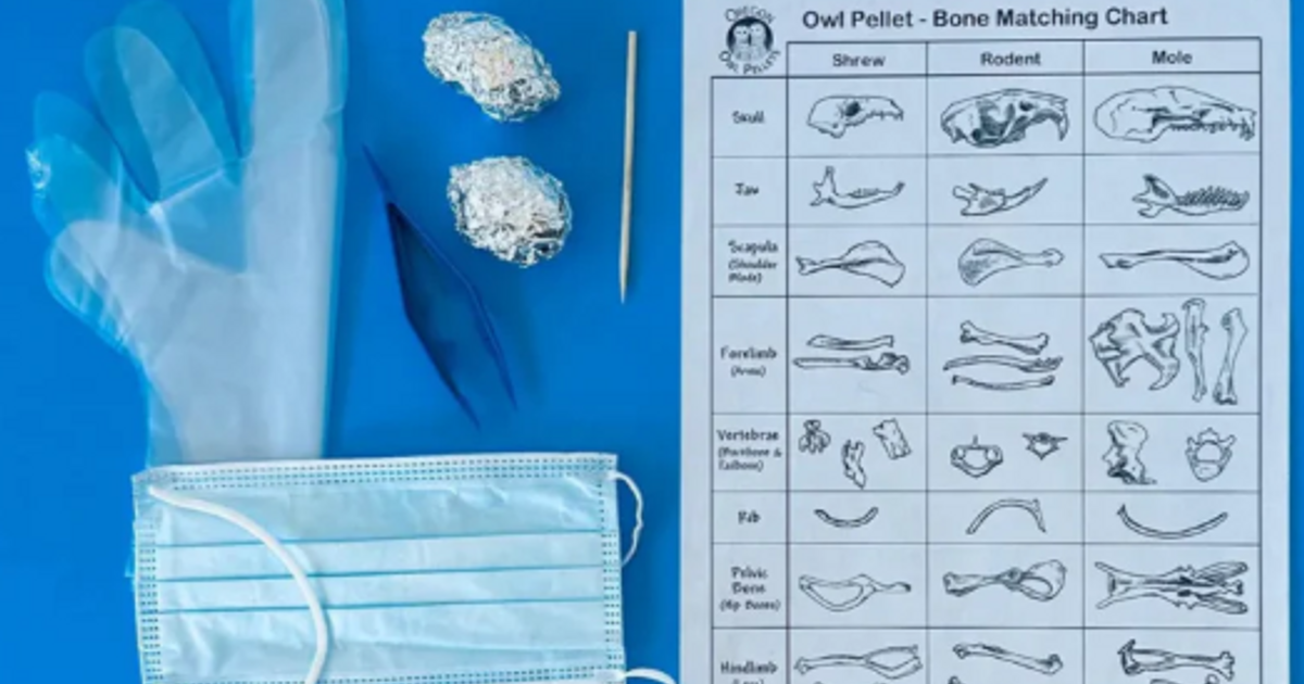 Budget-Friendly Owl Pellet Dissection Kit – Complete Set