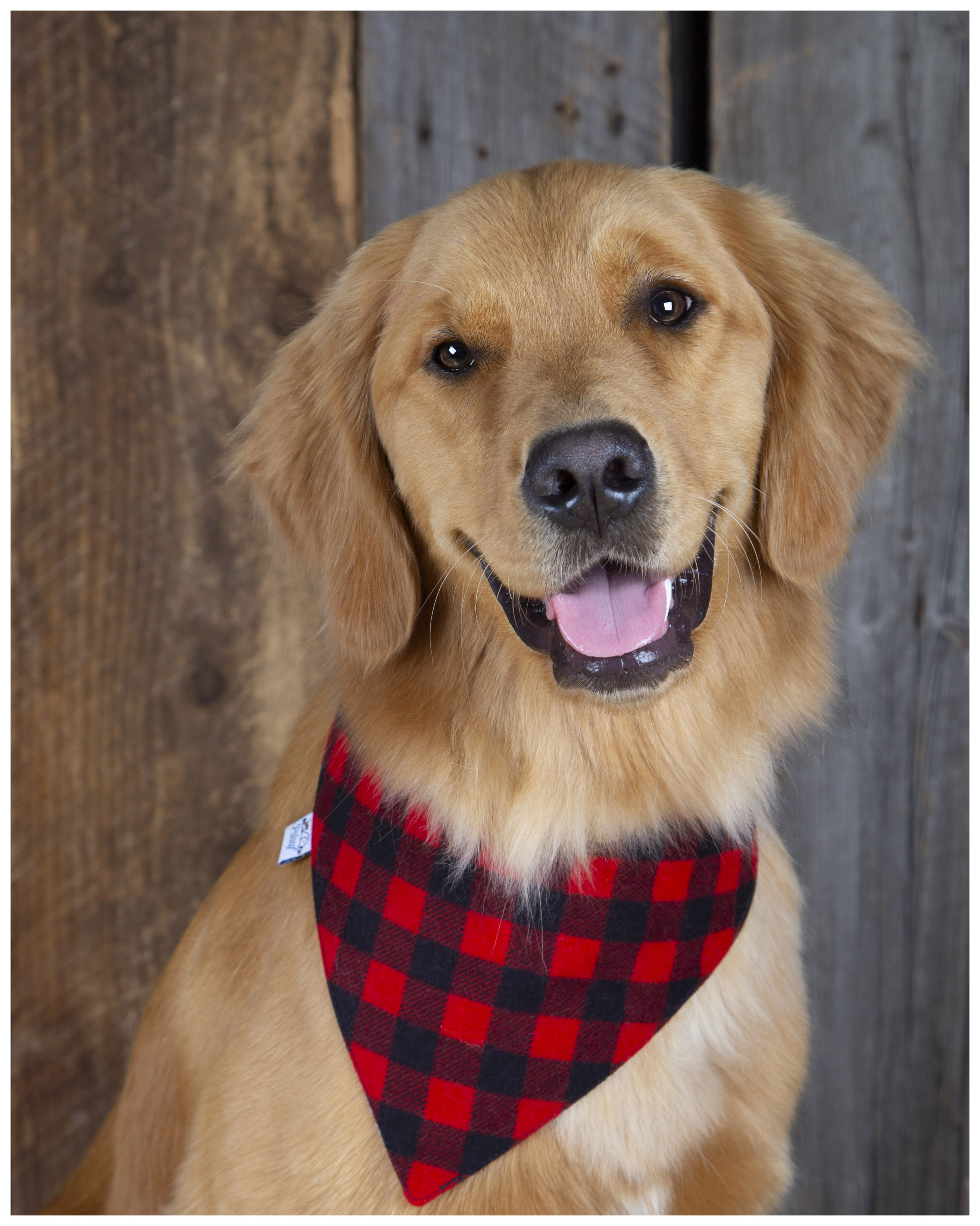 Browns dog outlet bandana