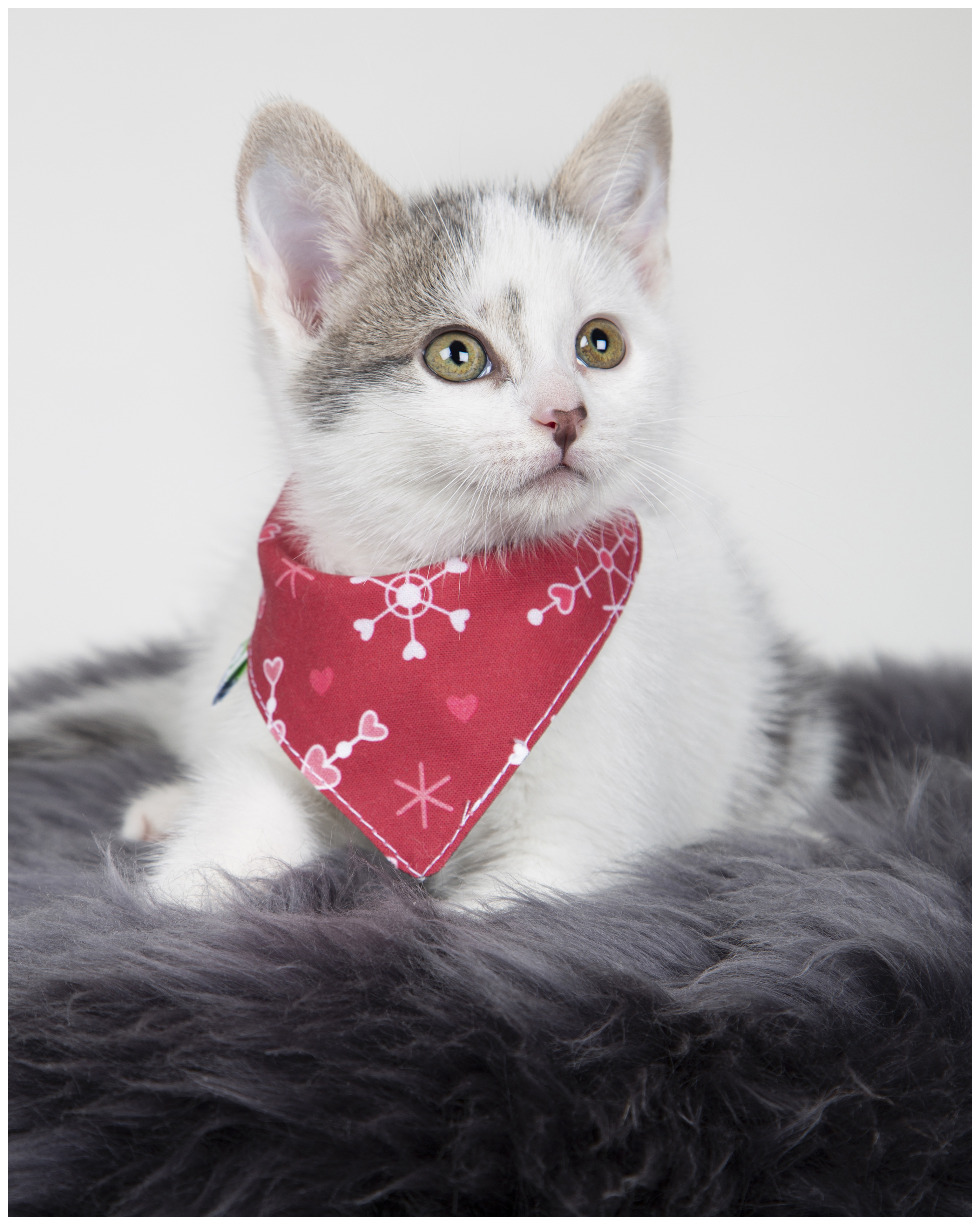 Cat scarf hot sale collar