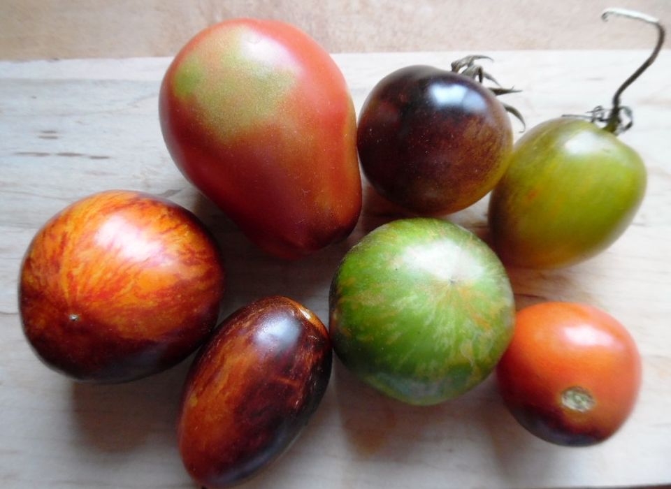 Tomates Anciennes (variétés mélangées)