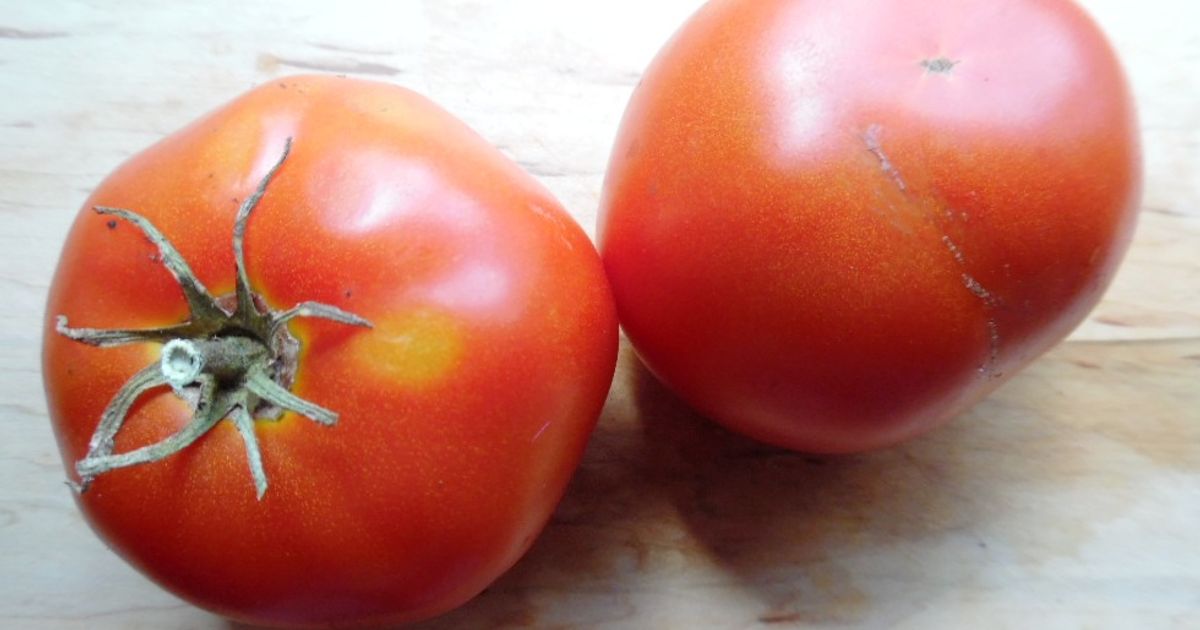 Tomate Potager de Vilvorde (graines) - Semailles