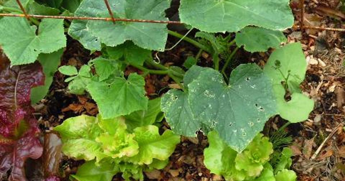 Semences de Laitue Romaine Rouge D'Hiver