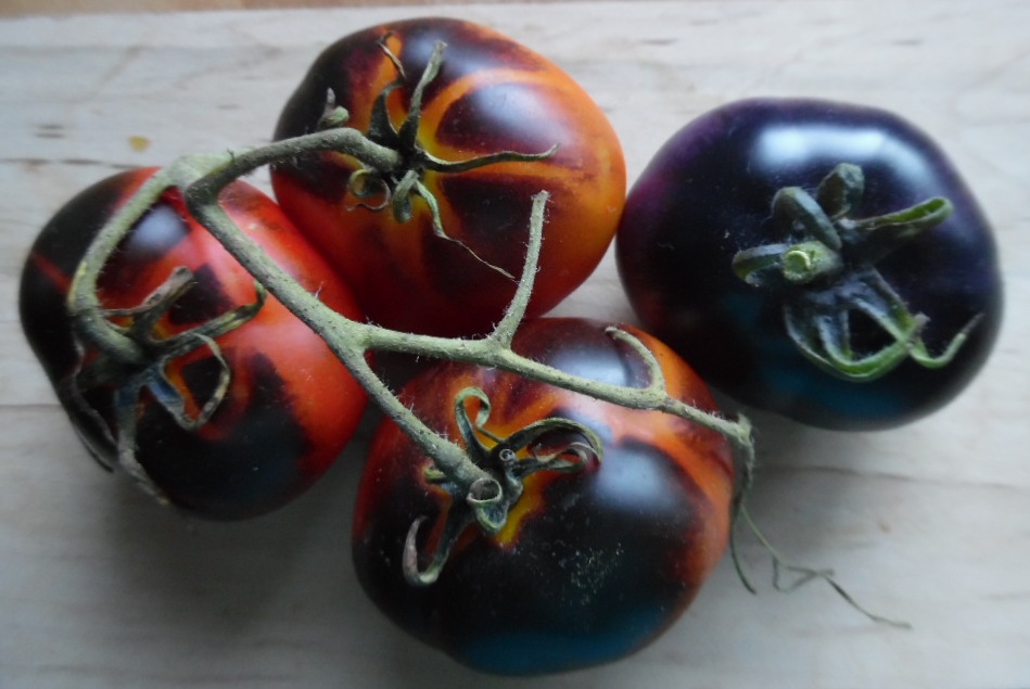 Apple - トマト Indigo Apple Tomato seeds