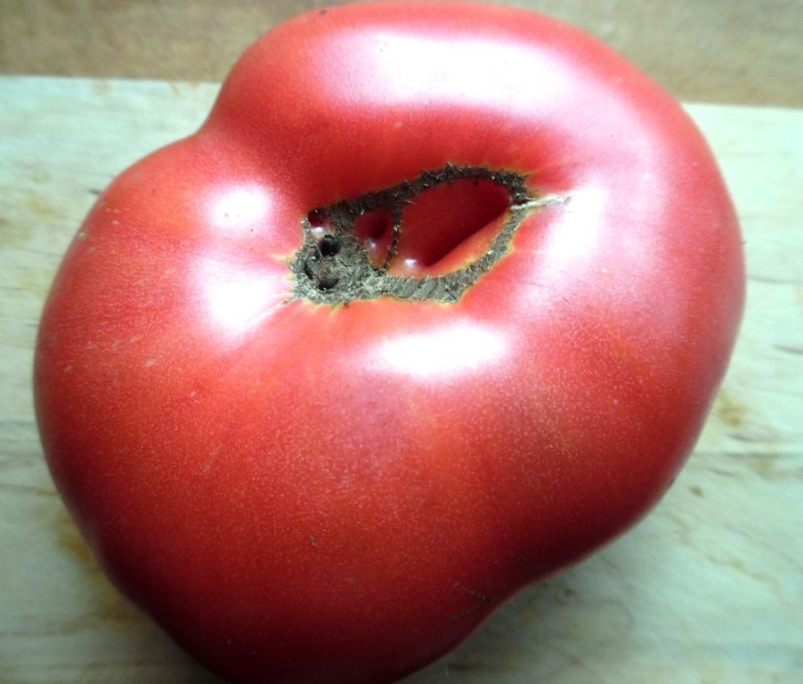 Richters Watermelon Beefsteak Tomato Natural Seeds Packet — Inside U