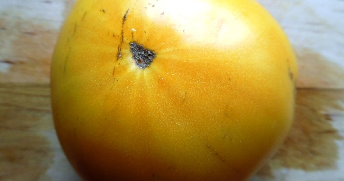 Golden Ponderosa Tomato seeds