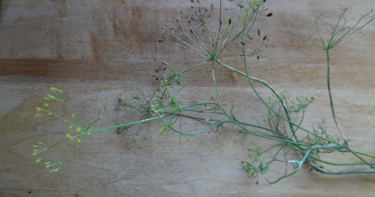 Graines Bouquet