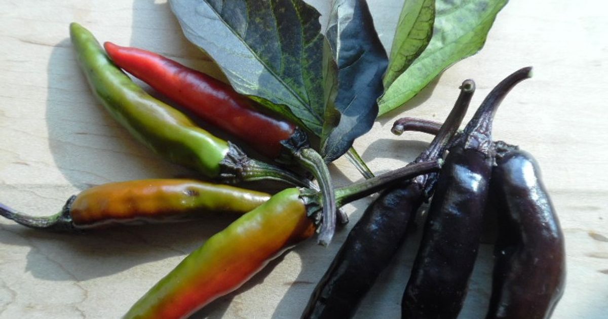 Murasaki Sweet Pepper seeds