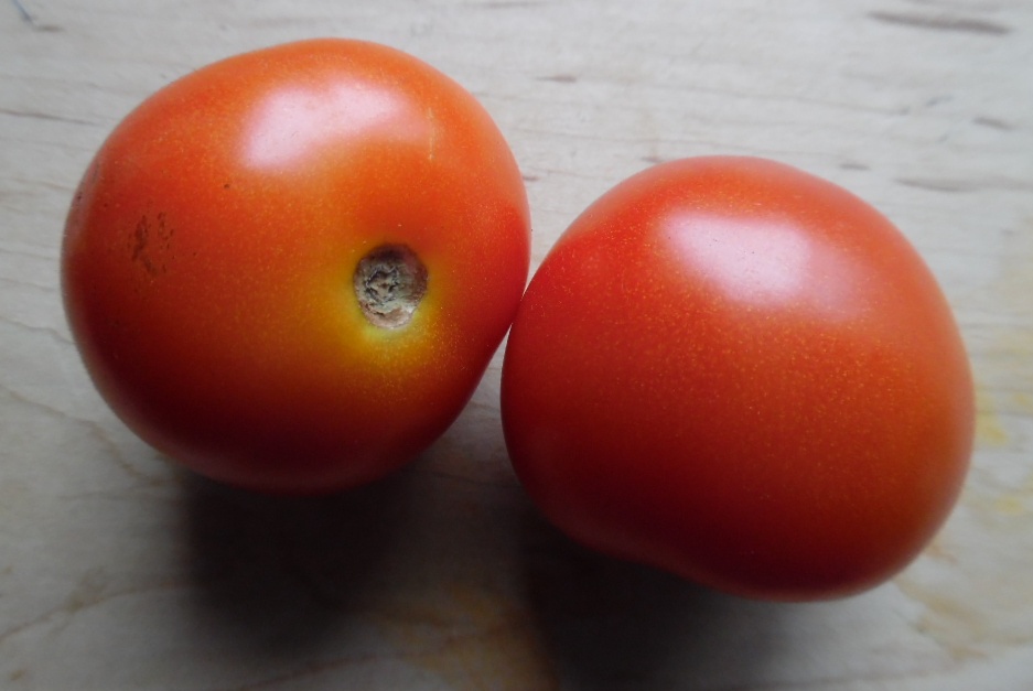 Tomato　New Basic Long Turtle TOMATO - Long Keeper – The Superior Gardener