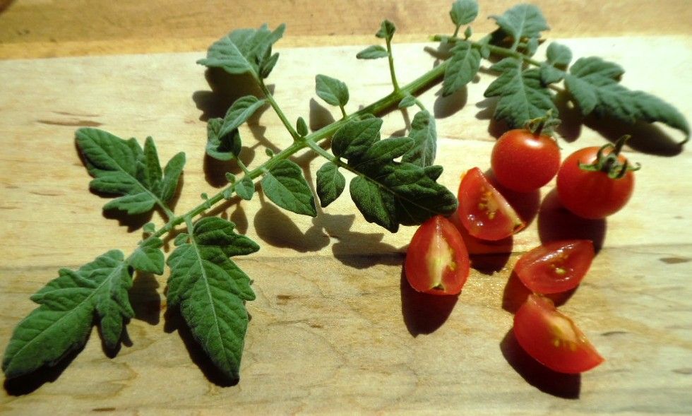 Red Velvet Tomato seeds