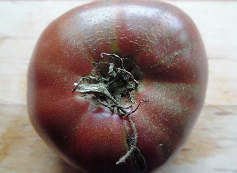 Graine de tomate Cherokee - Germigarden