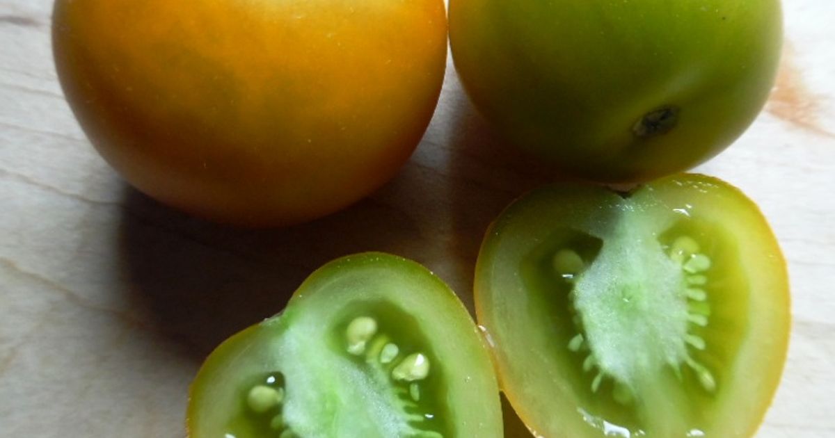 Tomate Micronaine Fat Frog