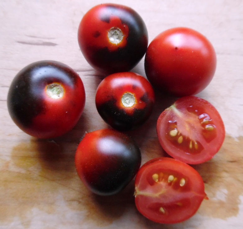 Tomate White Currant Bio - La Boîte à Graines