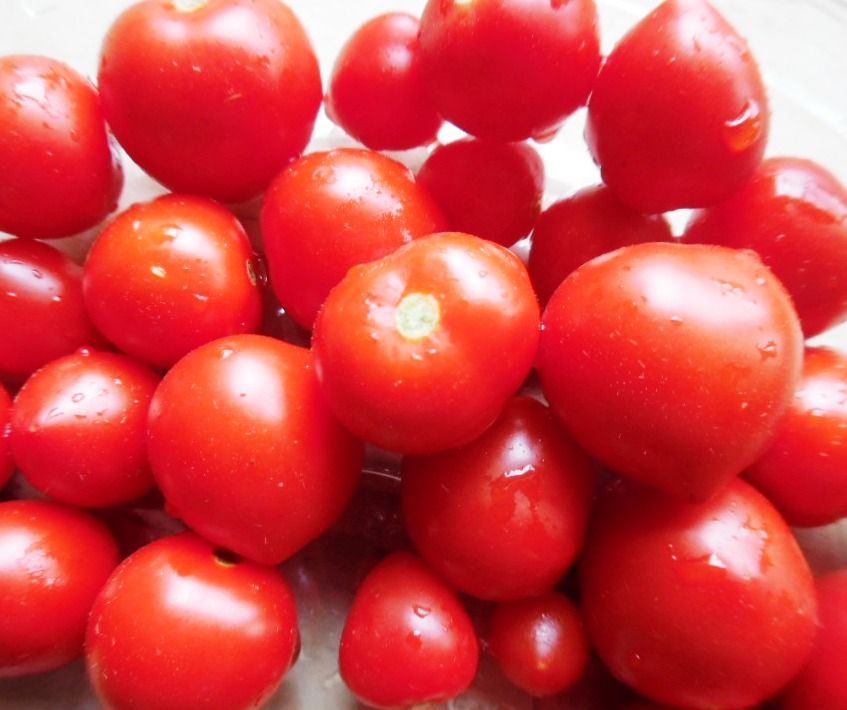 Baby Micro Dwarf Tomato