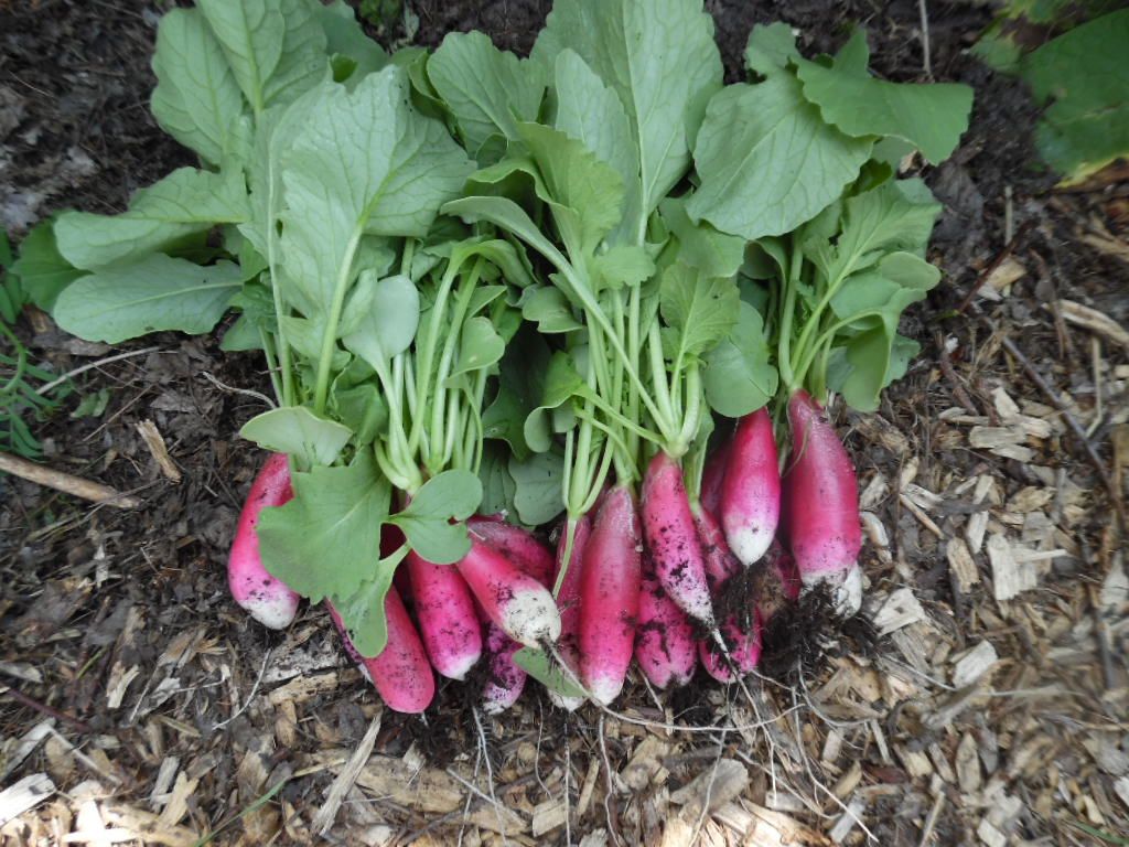 Radis Petit Déjeuner Français - Bio - Jardins de l'écoumène