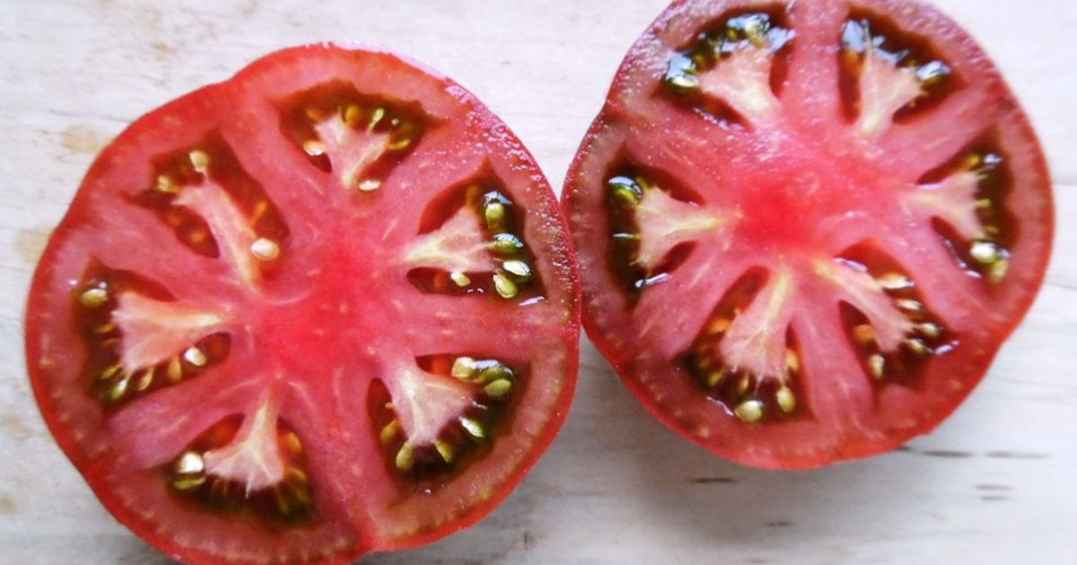 boronia-dwarf-tomato