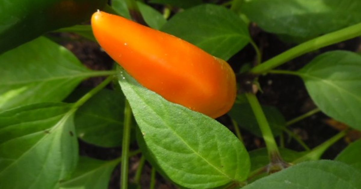 Tequila Sunrise Pepper