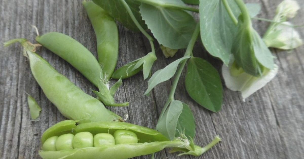 Sugar Ann Snap Peas