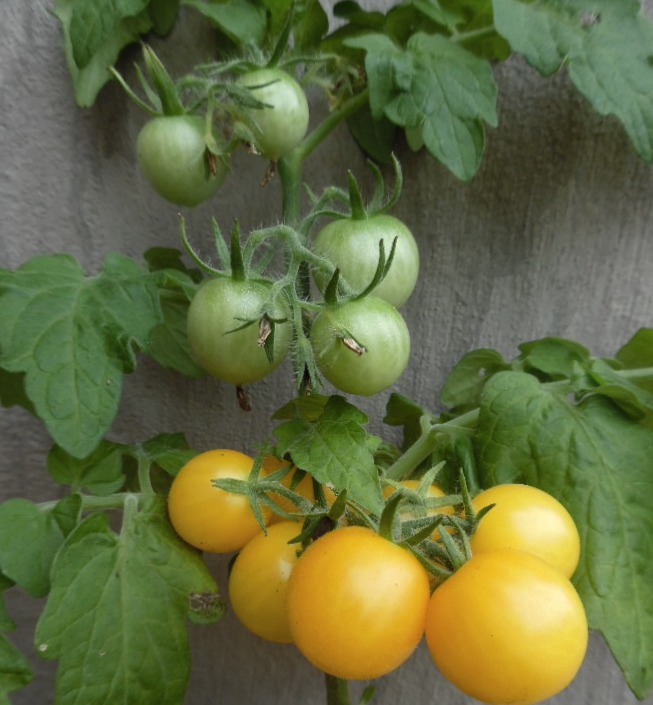 Birdie jaune Micro-dwarf tomato