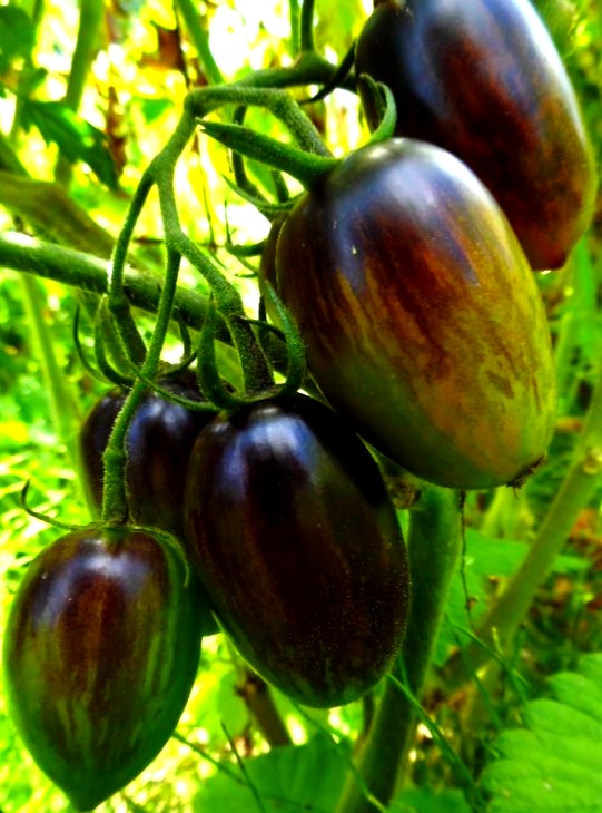 Brad Atomic Tomato seeds