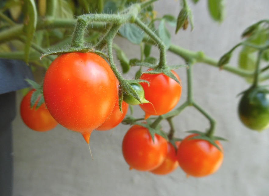 Pendulina Orange Tomato seeds (Hanging basket)