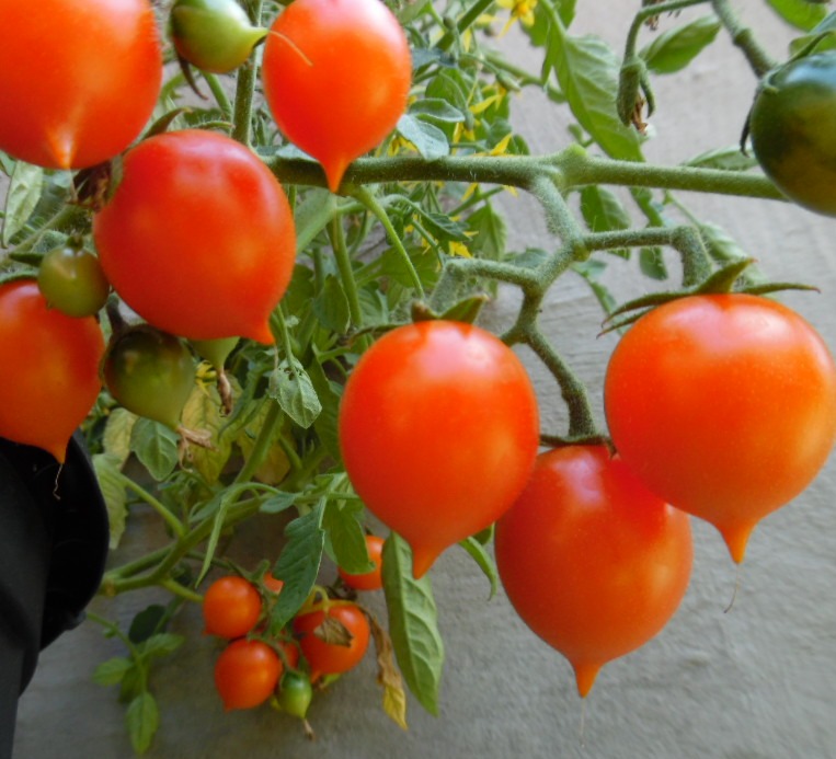 Pendulina Orange Tomato seeds (Hanging basket)