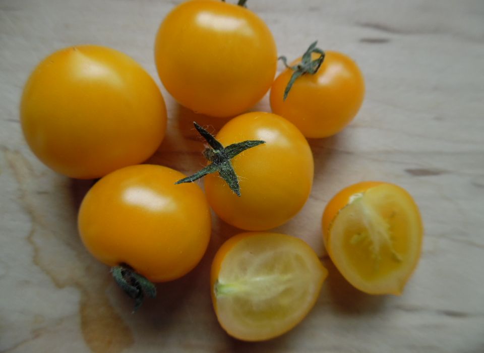 mini tomato様 Micro-Dwarf Baby Tomato – vegetomix