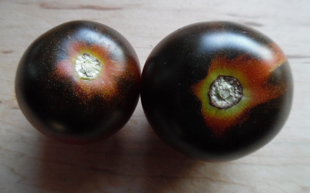 Indigo Blue Chocolate Tomato Seeds