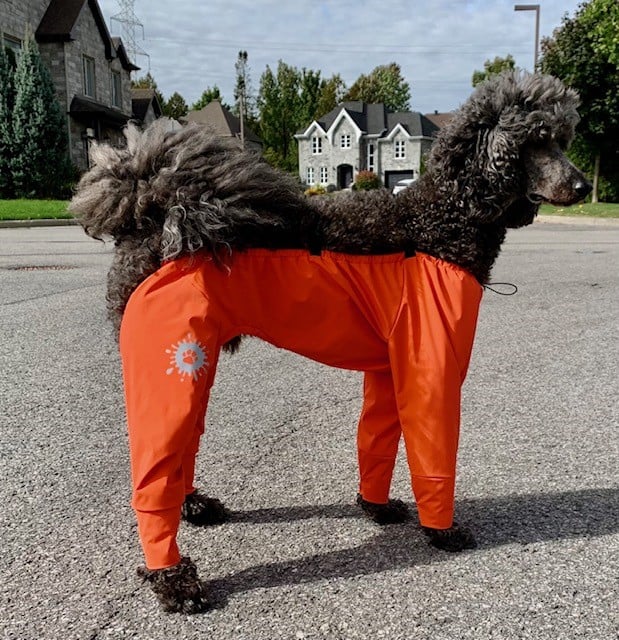 Dog snow clearance pants