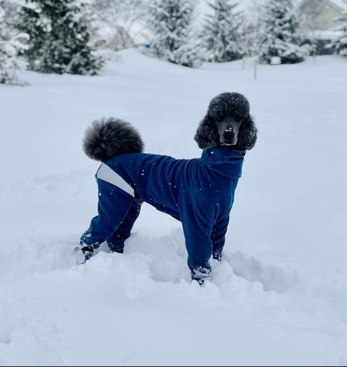 Winter coats hot sale for standard poodles