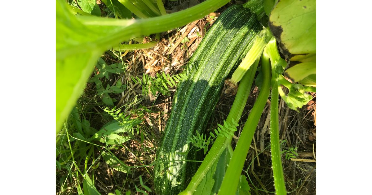 Costata Romanesco Zucchini costata-romanesco-zucchini