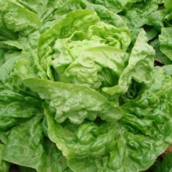 Bourguignonne Lettuce Bourguignonne Lettuce