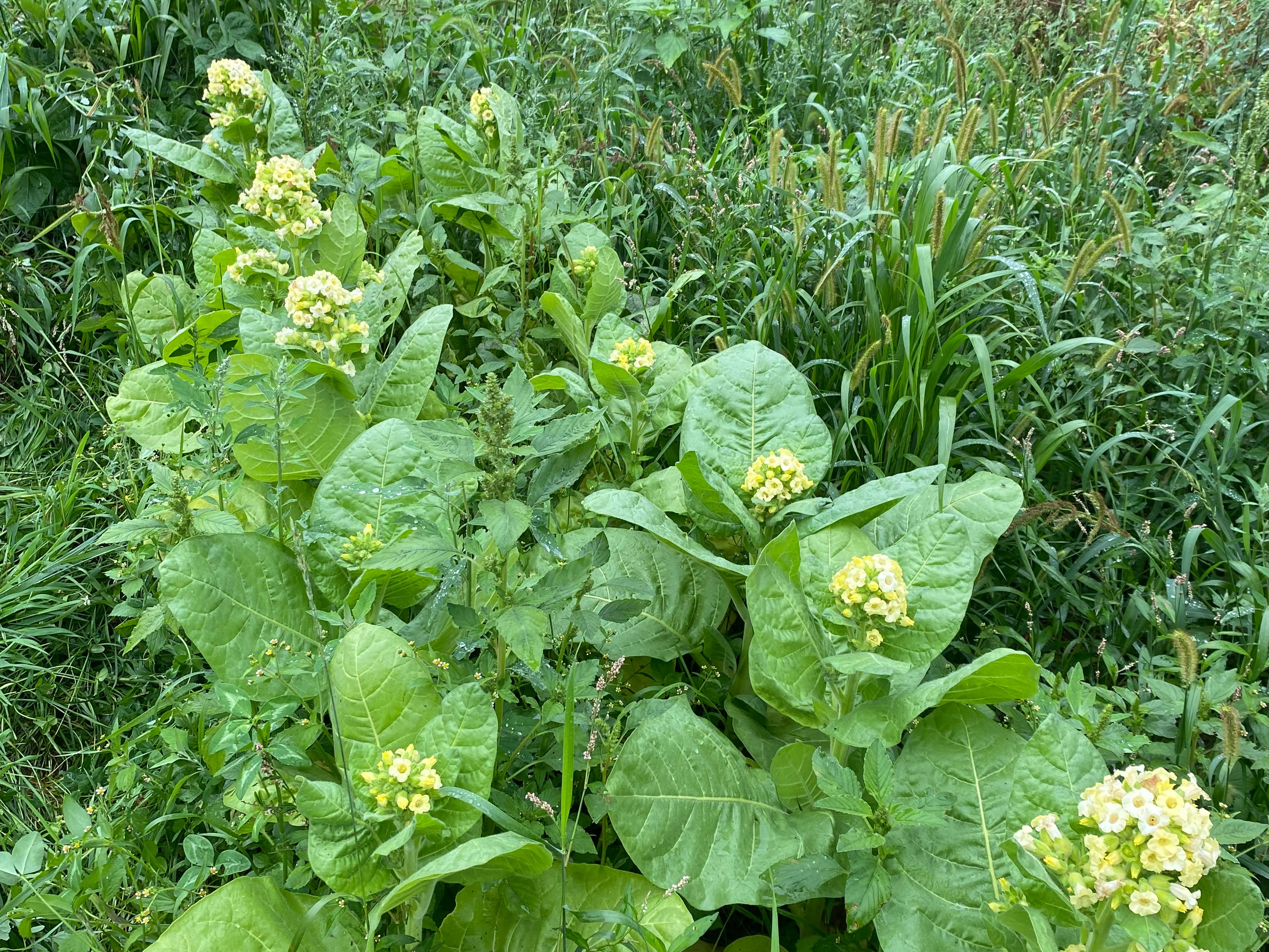 flowering tobacco plant care Flowering Tobacco, Nicotiana sylvestris – Wisconsin Horticulture